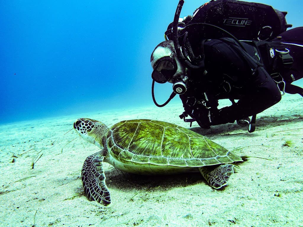 Dive With Lau