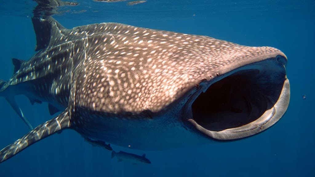 Madablu Diving Center In Madagascar