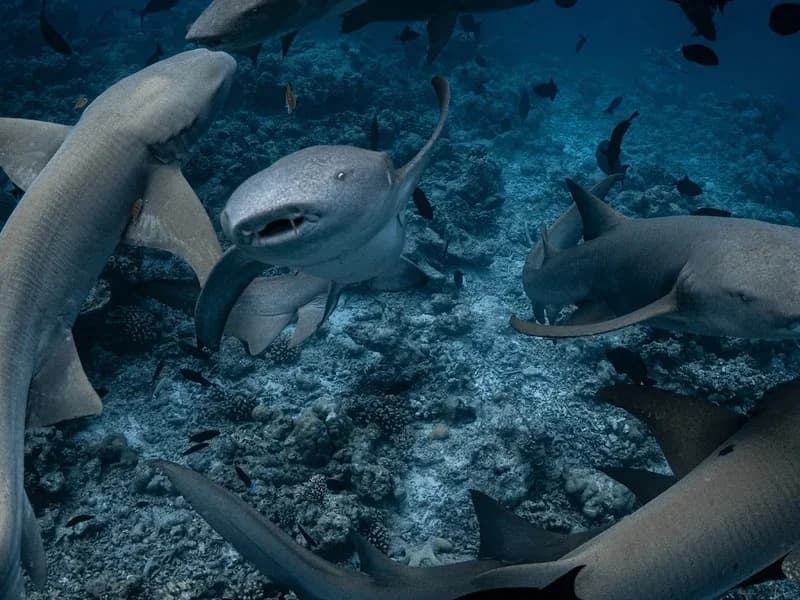 Scuba Journey