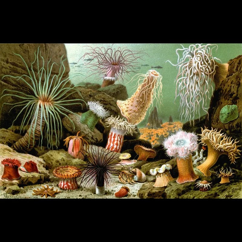 Anemone