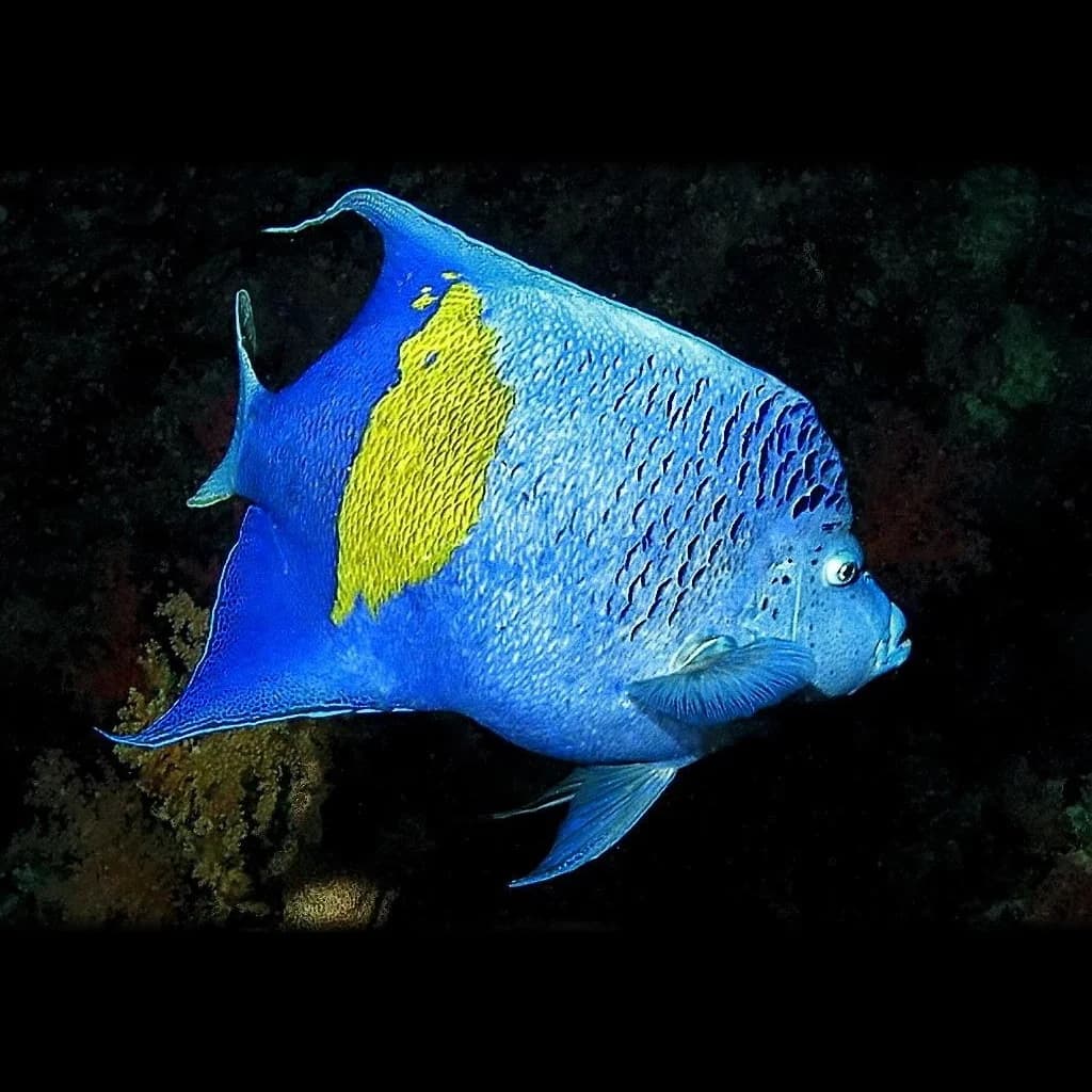 Angelfish