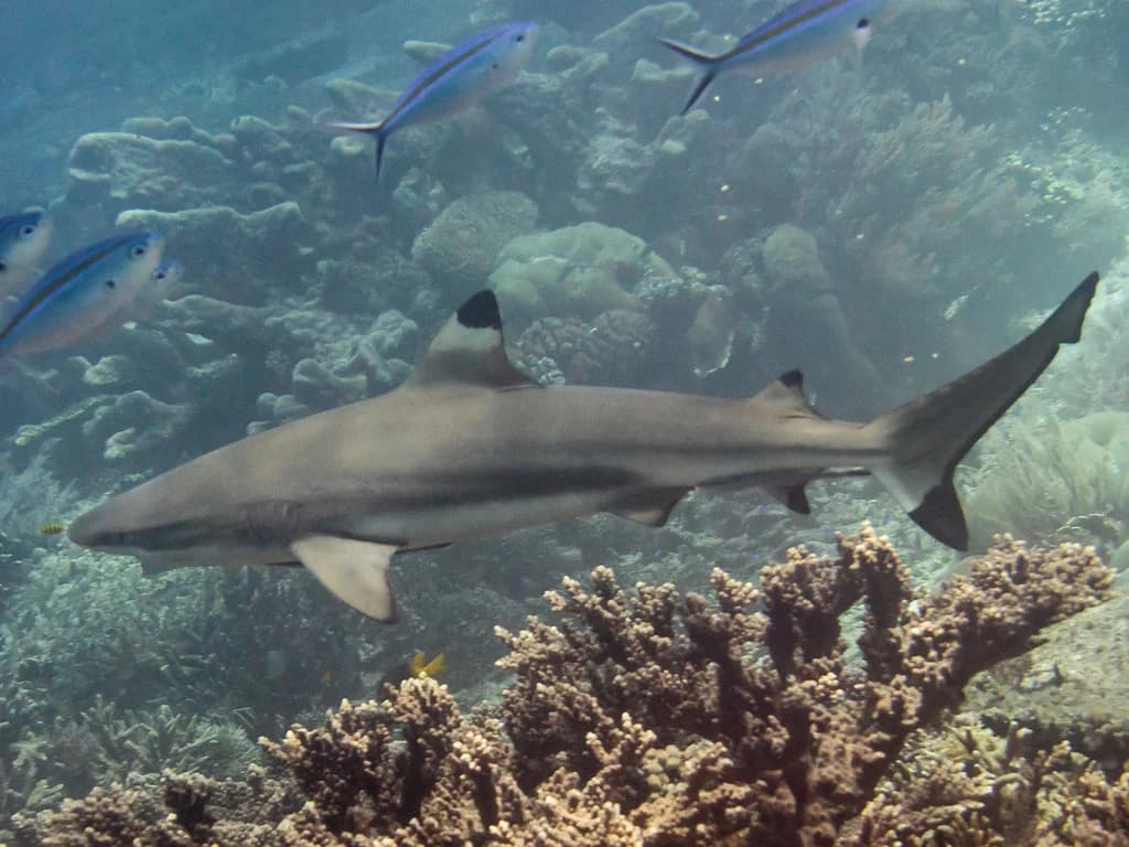 Blacktip Reef Shark