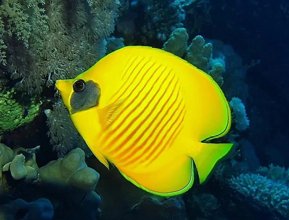 Butterflyfish