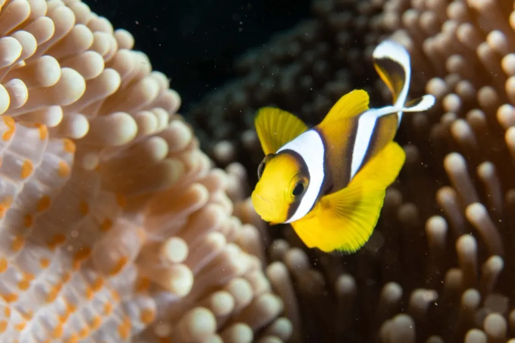 Clownfish