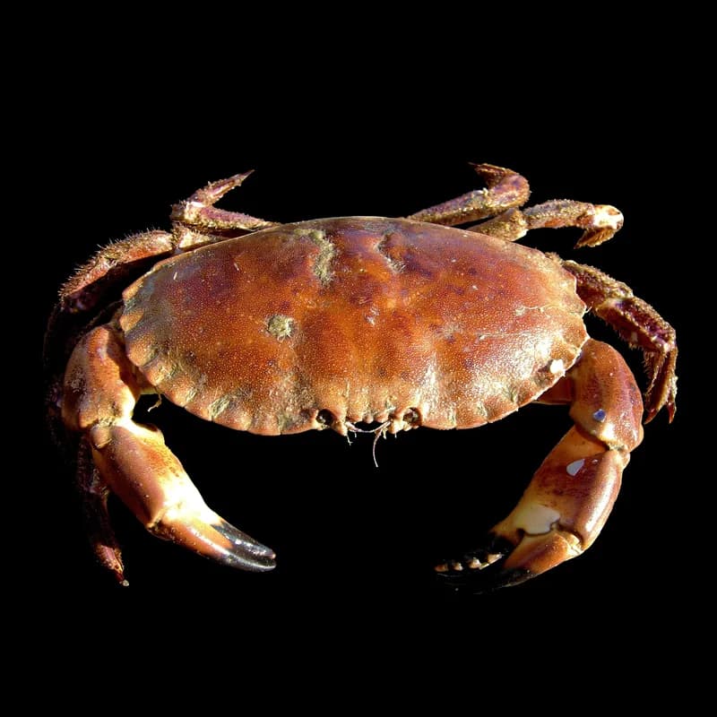 Crab