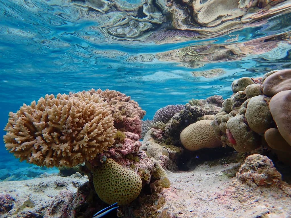Giant Clam