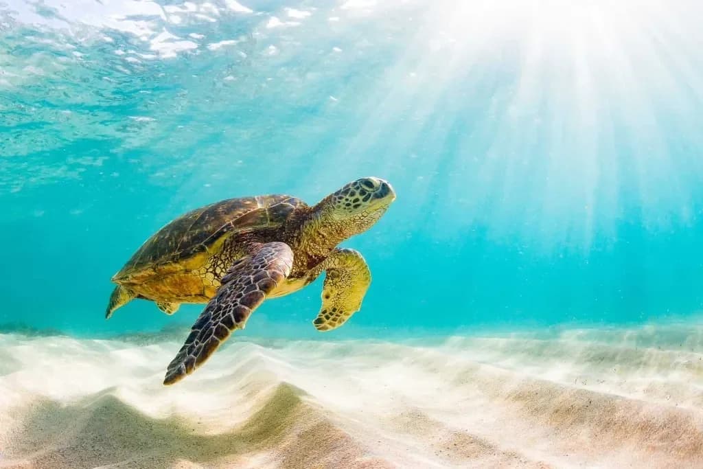 Green Sea Turtle