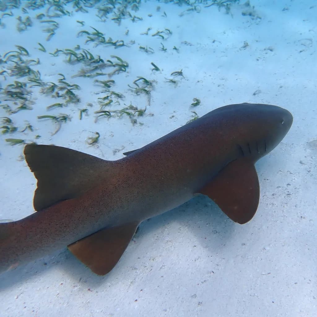 Nurse Shark