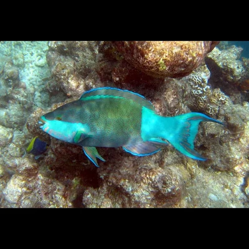 Parrotfish
