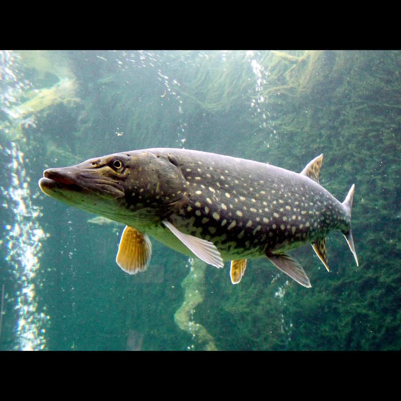 Pike