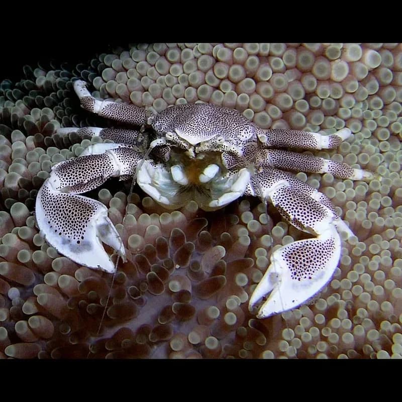 Porcelain Crabs