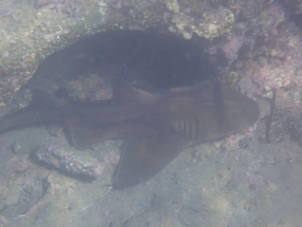 Port Jackson Shark