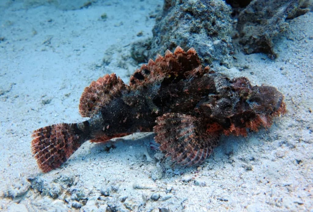 Scorpionfish