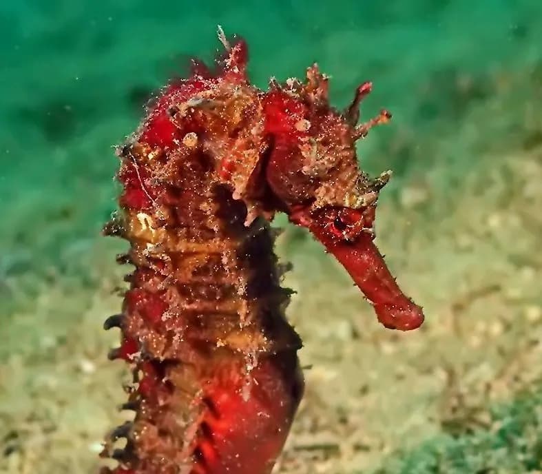 Seahorse