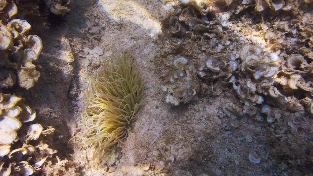 Snakelocks Anemone
