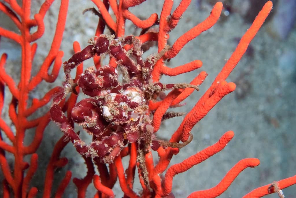 Spider Crab