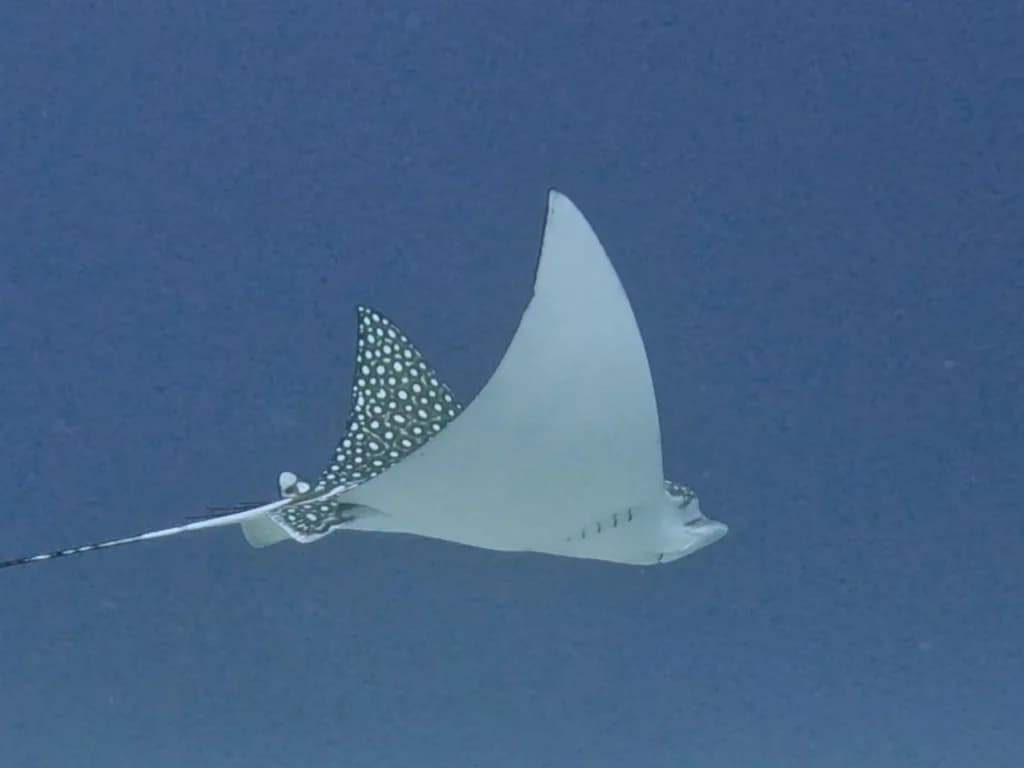 Spotted Eagle Ray