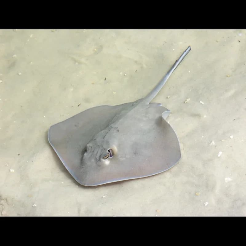 Stingray