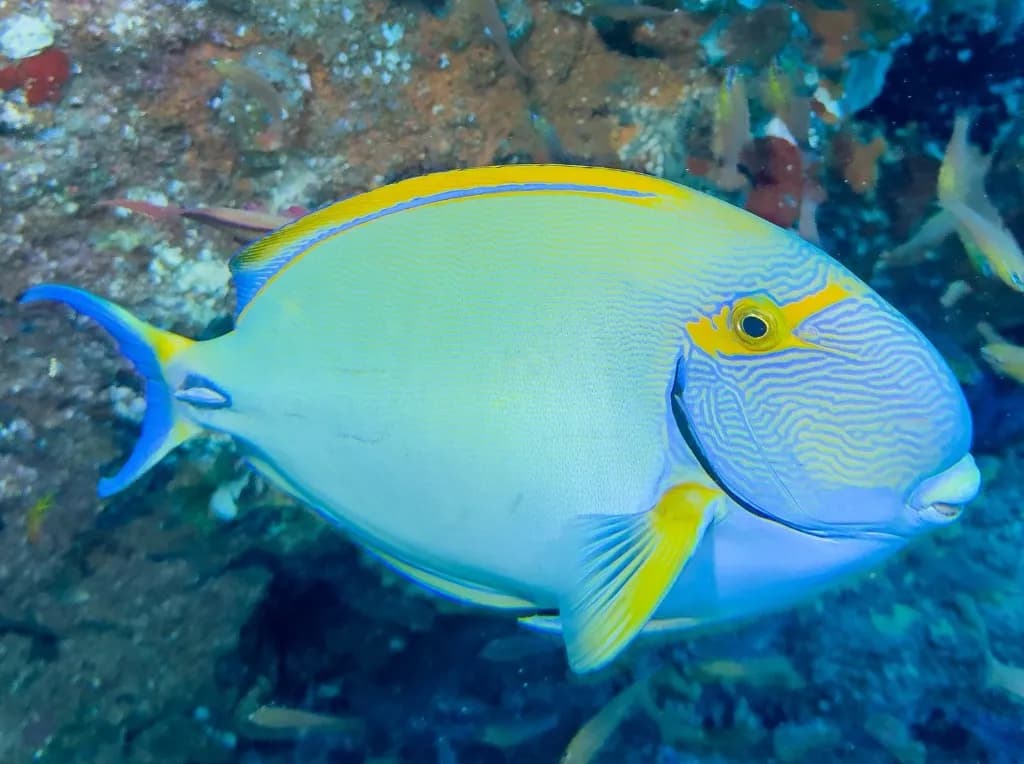 Surgeonfish