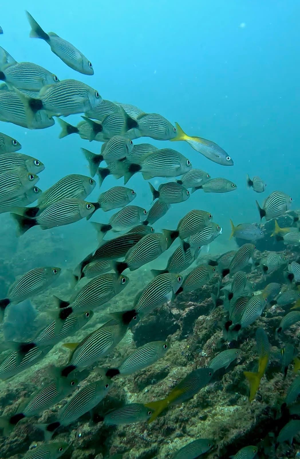 Costa Rica Dive Buddies