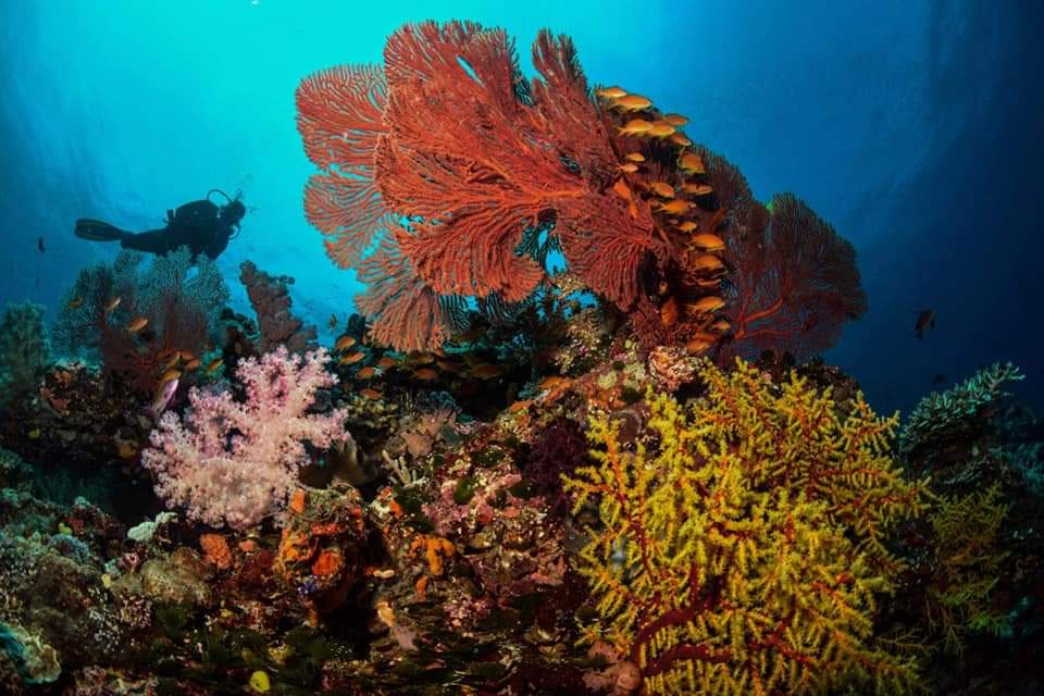 Ring Gold Divers