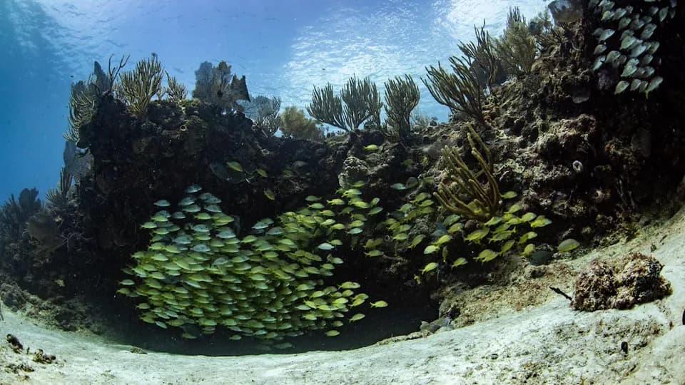 Deep Dive Mexico