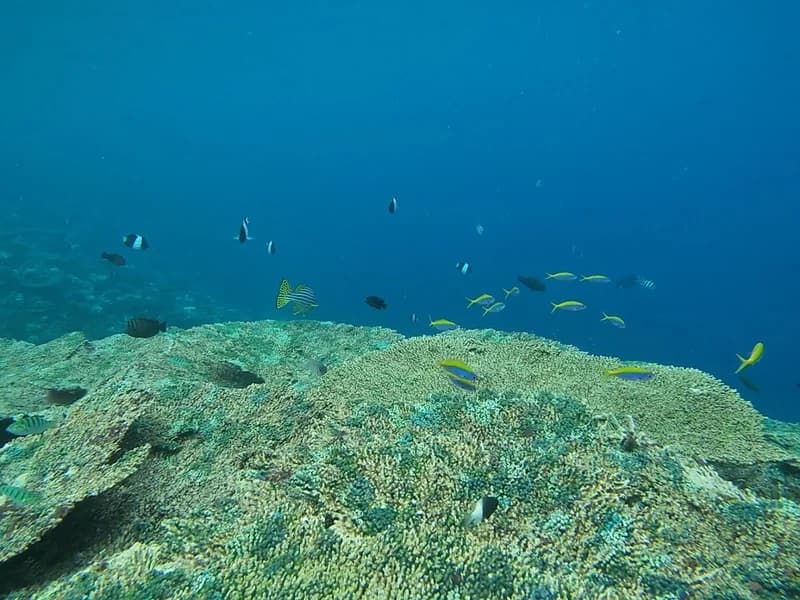 Bluetribe Constance Moofushi Resort