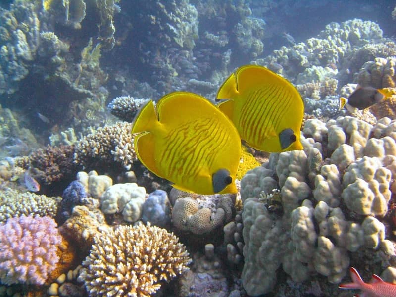 Essex Scuba