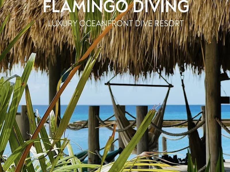Flamingo Diving