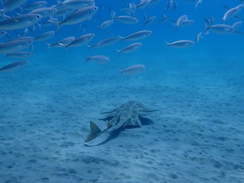 Fuerteventura Buceo