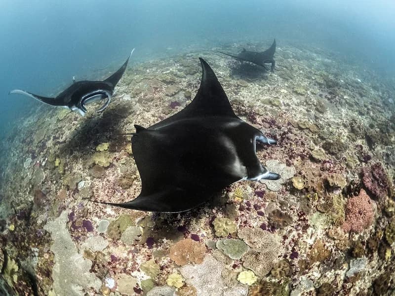 Legend Diving Penida