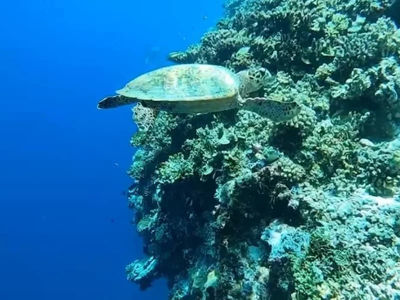Plumeria Diving and Watersports Centre