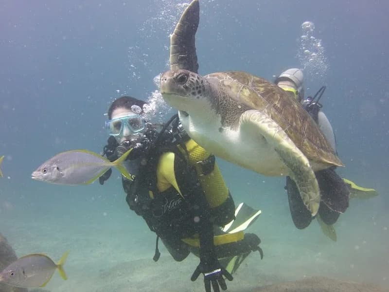 Ocean Trek - Tenerife