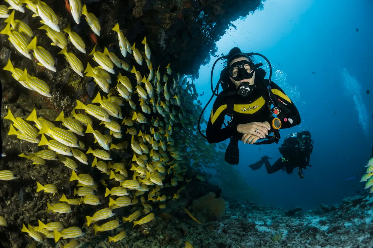 Staghorn Coral