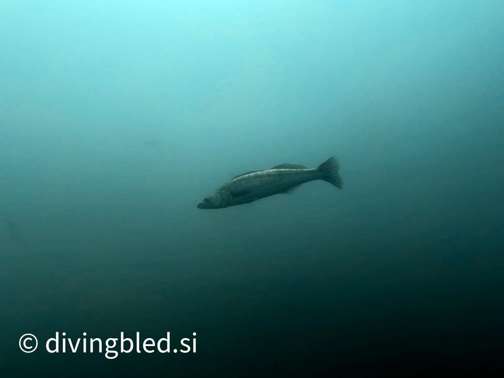 Diving Bled
