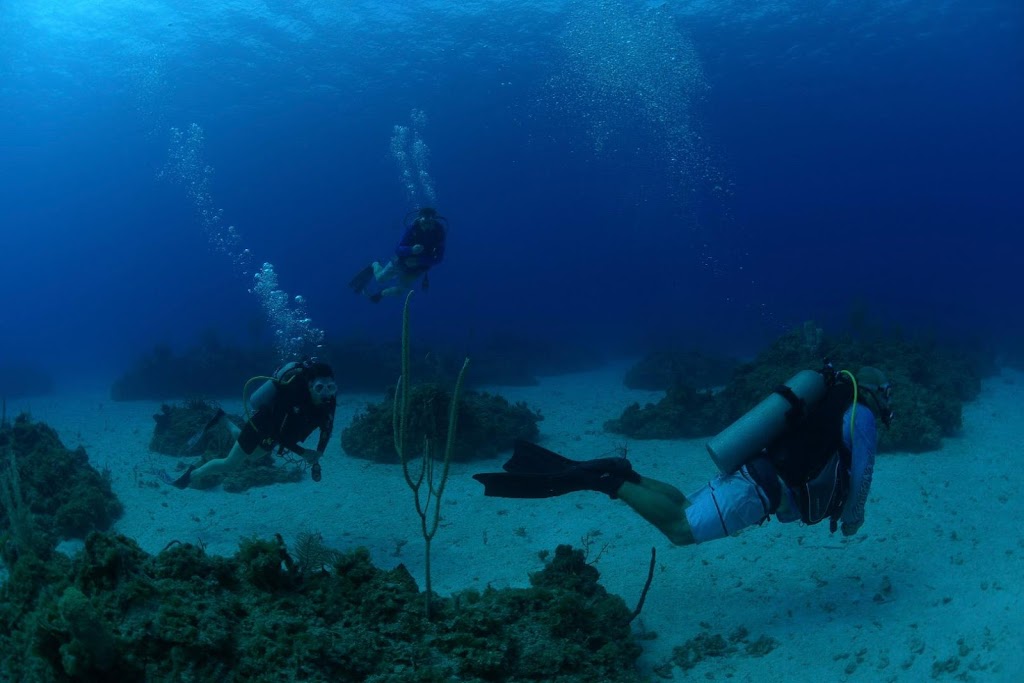 Bahamas Dive Guides
