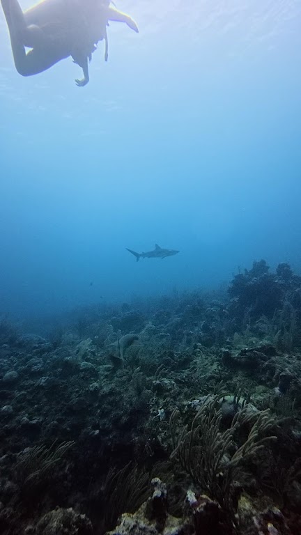 Blue Wave Divers