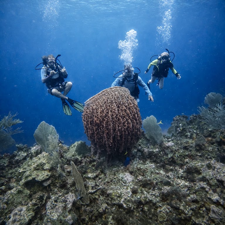 Discover Scuba Diving Experience