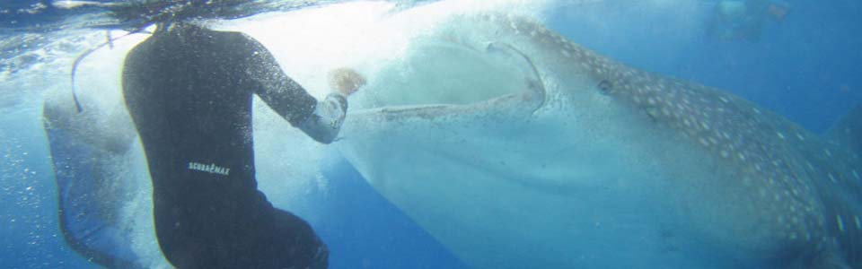 Seahorse Dive Shop