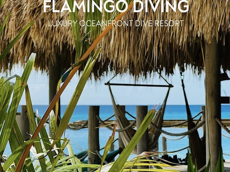 Flamingo Diving