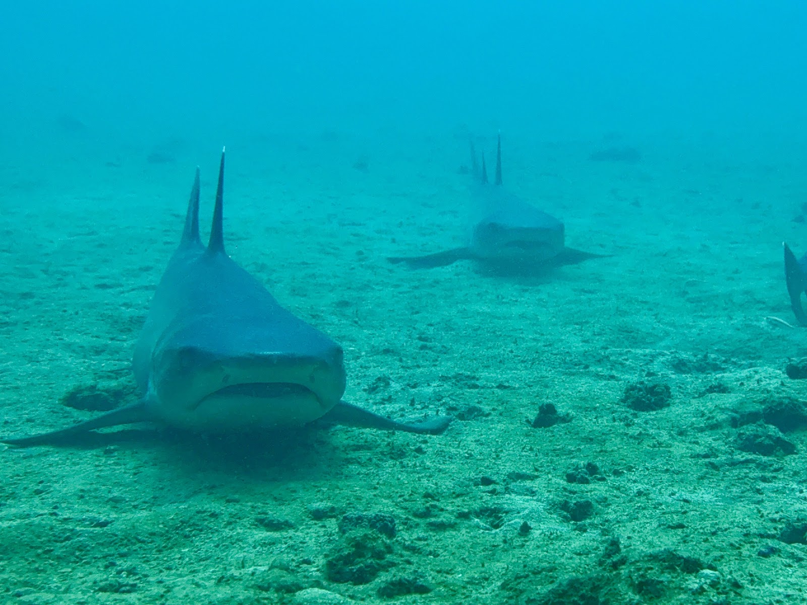 Drake Bay Diving