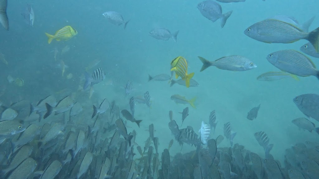 Iguana Divers