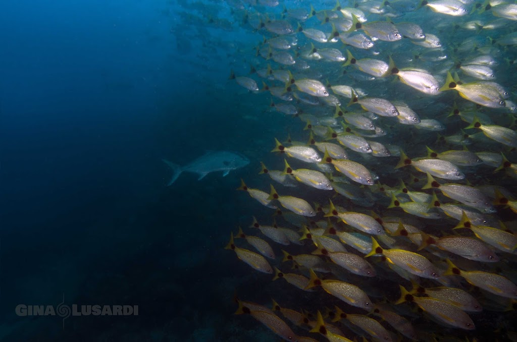 Oceans Unlimited Scuba Diving