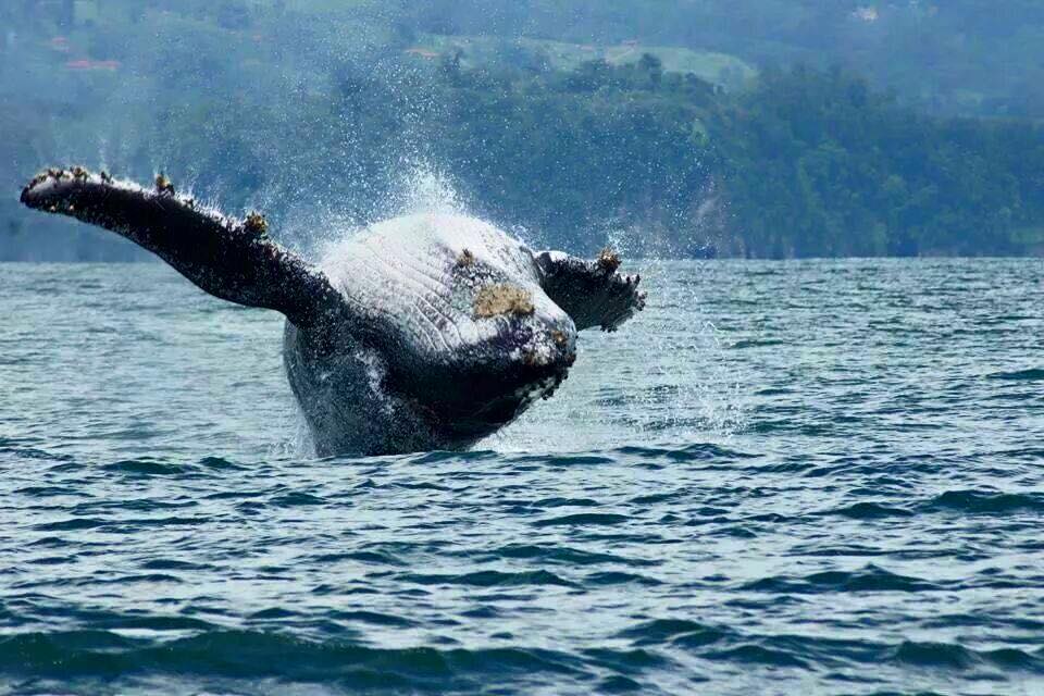 Scuba Caribe