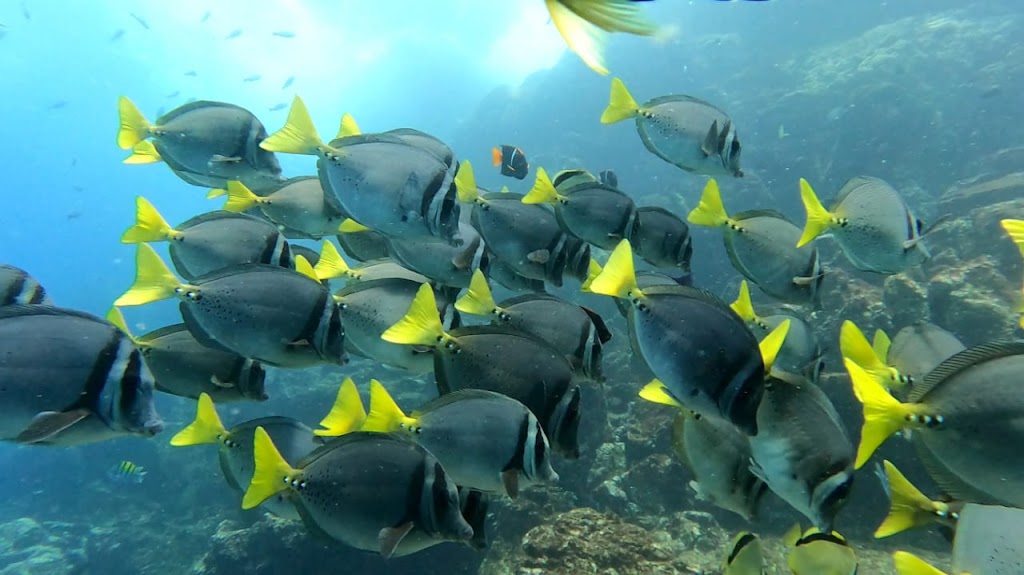 Submersea Diving