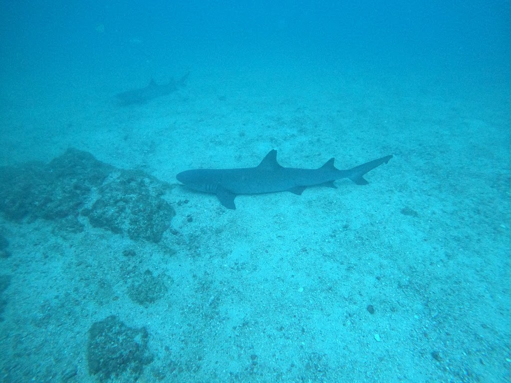 Summer Salt Dive Center