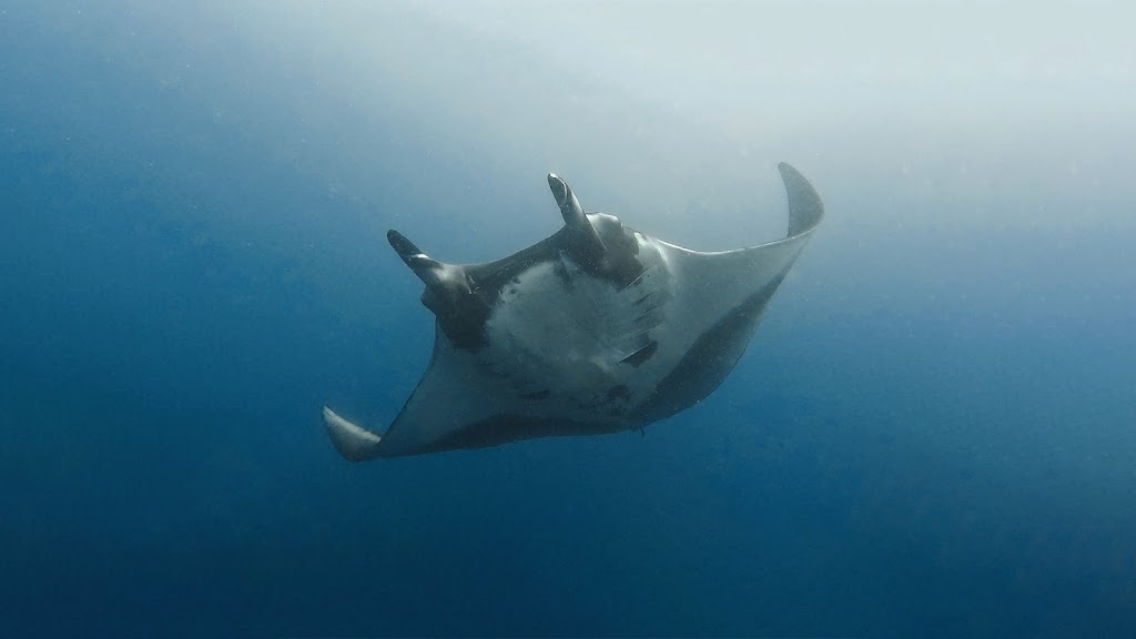 Uncharted Diving Expeditions
