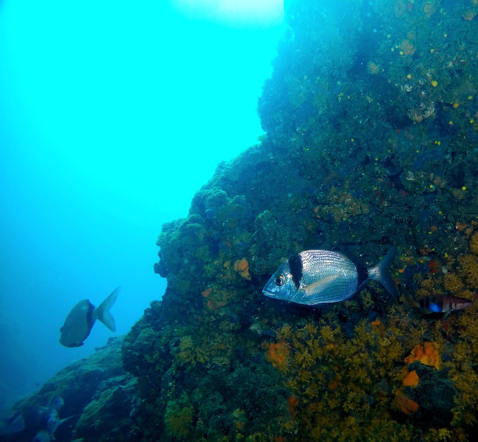 Diving Pula