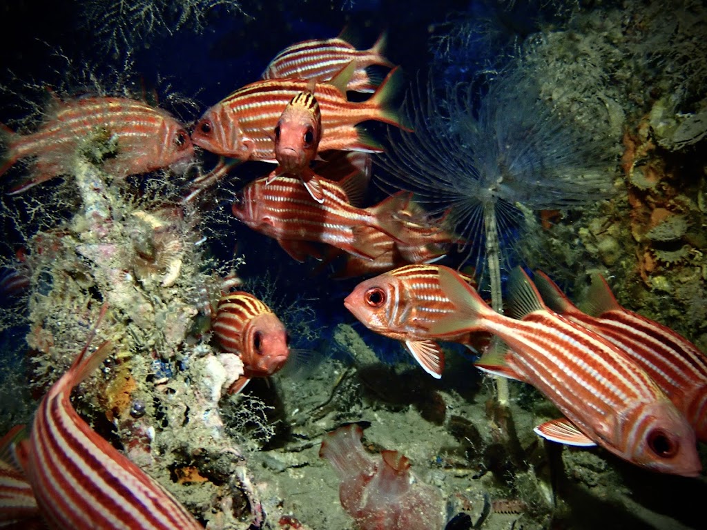 Poseidon Dive Centre, Protaras, Cyprus