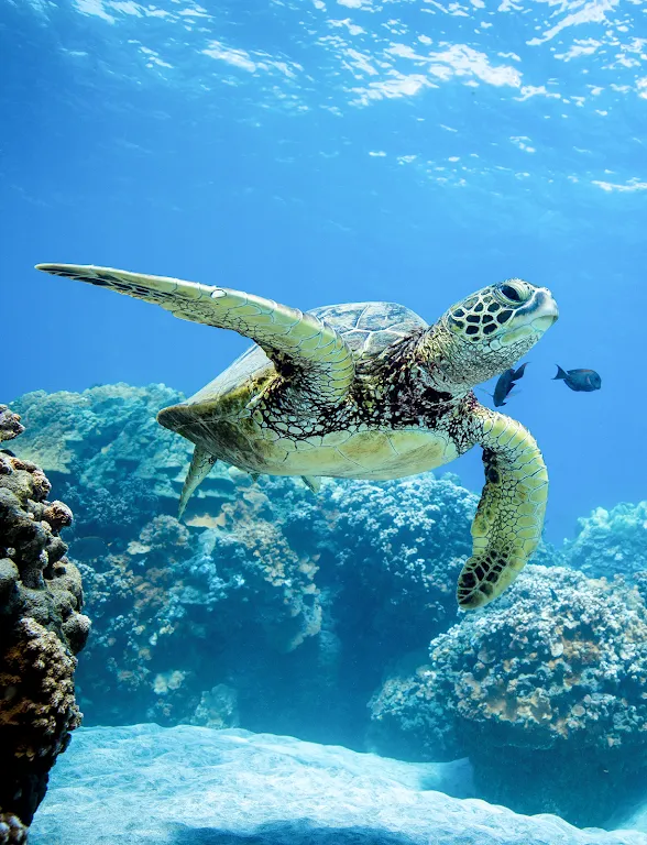 Scuba Pulse